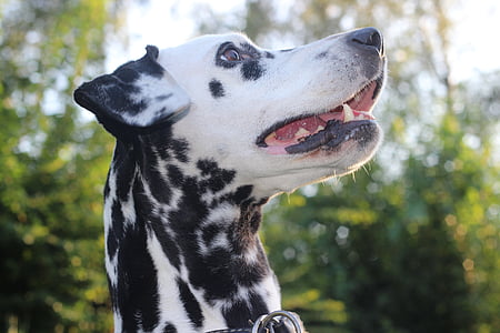 dalmatiërs, hond, dier, hoofd, dierlijke portret, hondenras, zwart-wit