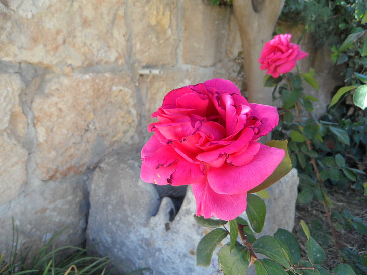 rose, flower, blossom, bloom, pink