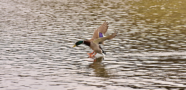 патица, зеленоглава патица, кацане, вода, вода птица, патица птица, животни