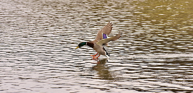 duck, mallard, landing, water, water bird, duck bird, animals