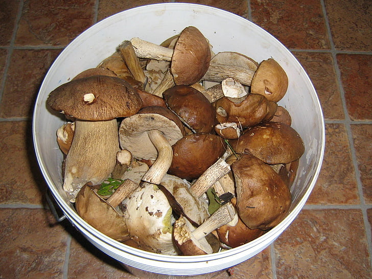 mushrooms, nature, autumn, white mushroom