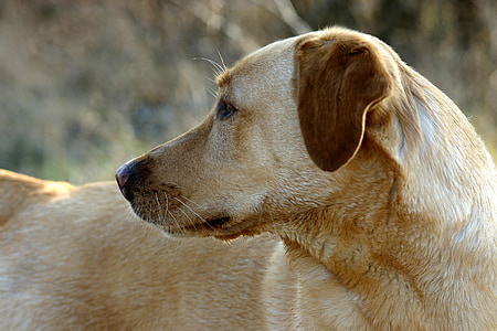 Labrador, pas, ljubimac, svijetle dlake, glava, gubica