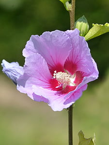 Hibiscus, purpura hibiskusrozes, puķe, ceriņi, Violeta