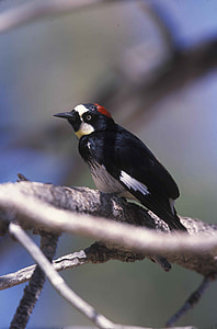 formicivorus, melanerpes, acorn, bird, woodpecker, birds, animals