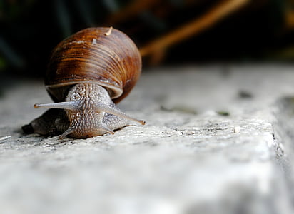 sneglen, Shell, gastropod, grimase, natur, en dyr, dyr shell
