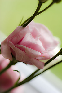 slējās, rozā, Leaf, puķe, zieds, Bloom, roze roze