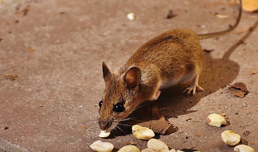 Лесная мышь, Нагер, мило, маленький, коричневый, мышь, Природа