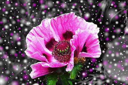 Poppy, ungu, Blossom, mekar, merah muda, bunga, tanaman