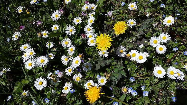 Blumenwiese, Daisy, Wiese, Natur, Blumen, Sommer, Frühling