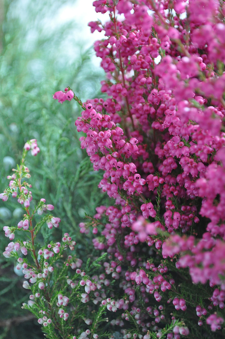 violett, Heather, Herbst, Blumen, Natur, Blume