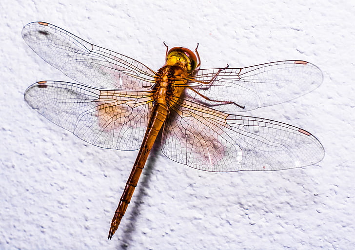 Dragonfly, hmyz, zvíře, Zavřít, křídlo, Chitin, Příroda