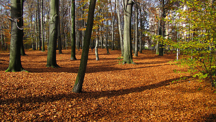 Polska, lasu, drzewa, pozostawia, opadłych liści, jesień, upadek
