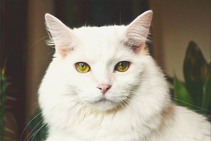 jumalik, looma, kass, kassi nägu, kassi on silmad, Suurendus:, Nunnu