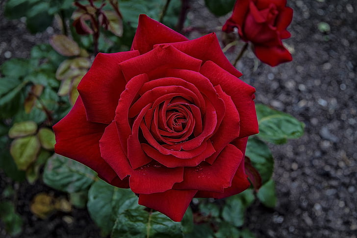 Rosa, vermell, flor, flor, flor, planta, pètals