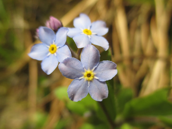 nots, domaine, fleurs sauvages de fleurs, macro, bleu, belle, miniature