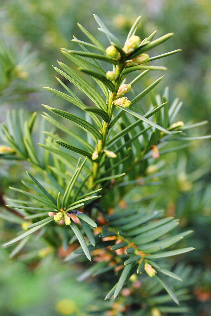 pine, christmas tree, needles, twigs, green, coniferous, the details of the