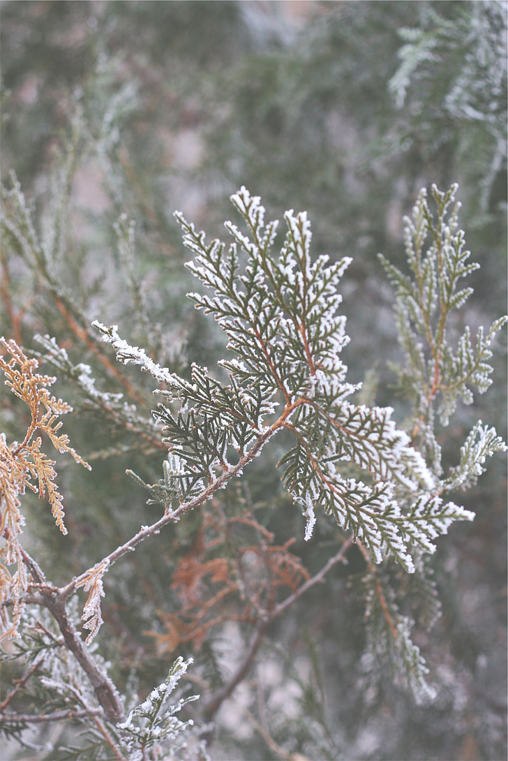 salju, daun, cabang, musim dingin