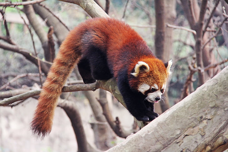 loveable, Raudonoji Panda, Sichuan, juoda ir balta, žavinga, nacionalinę gyvūnų, pandos