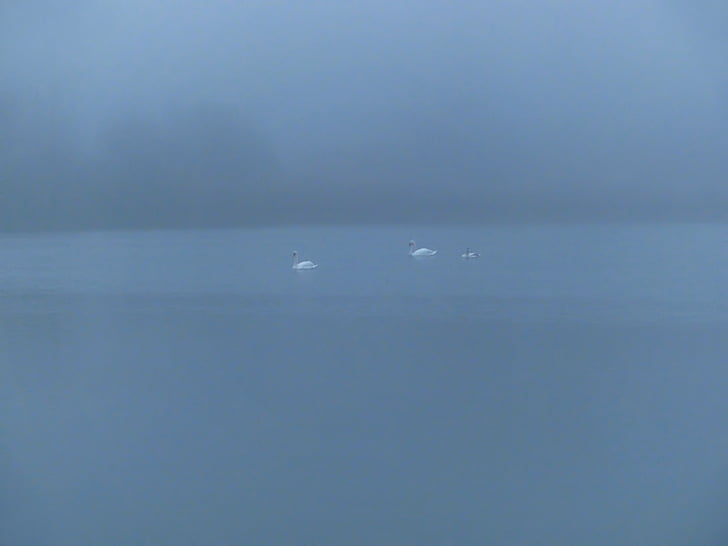 swan, swan family, pond, wild life, winter, fog, foggy