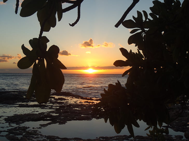hawaii, sunset, beach, water, tree, brench, silhouette