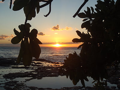Hawaii, tramonto, spiaggia, acqua, albero, brench, sagoma