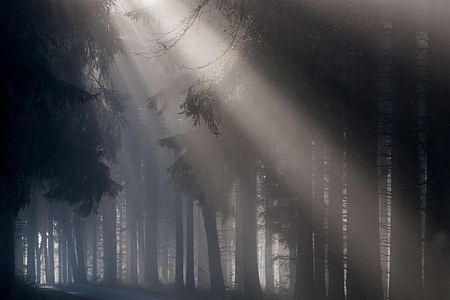tåge, lysstrålen, mystiske, solstrålen, skov, natur, vinter