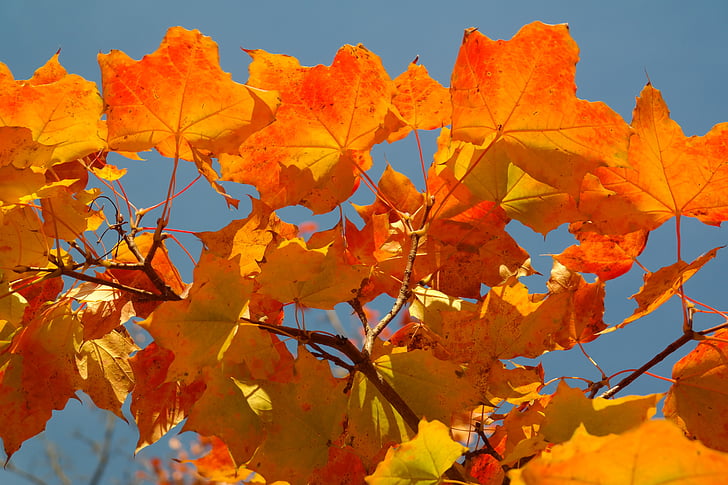 feuilles, automne, couleur d’automne, érable, Acer platanoides, jaune, orange
