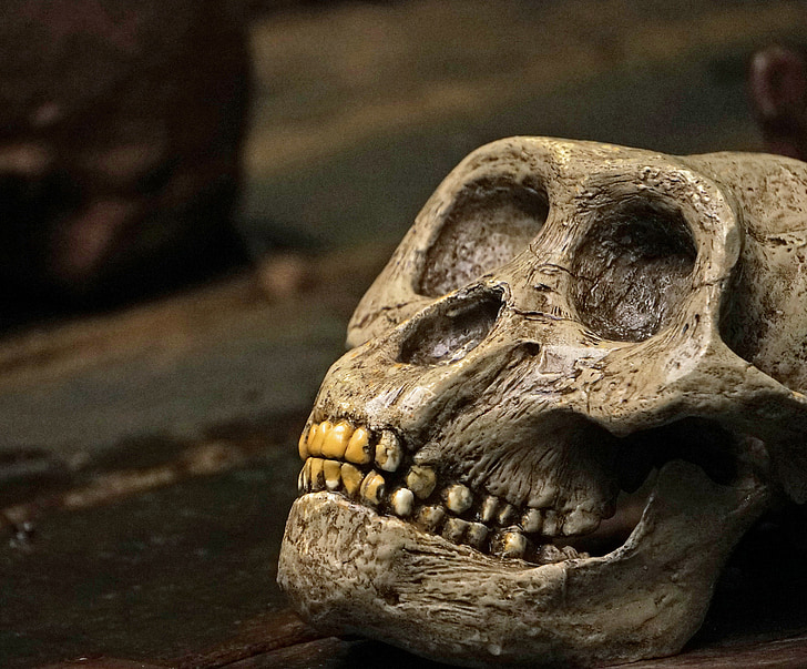 crani amb ossos creuats, crani de mico, mico, dents