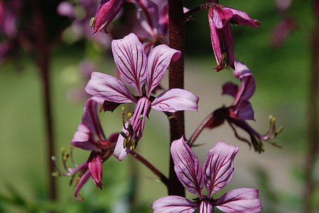 Dictamnus albus, fiore, giardino botanico
