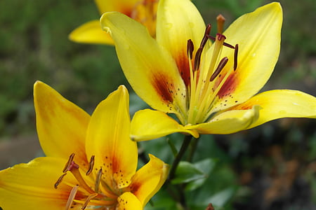yellow lilly, flower, yellow, lily, blossom, nature, floral