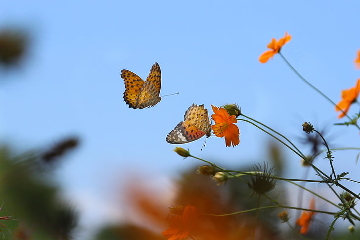 butterfly, brace, lycaena phlaeas, butterfly and flowers, nature, day, no people