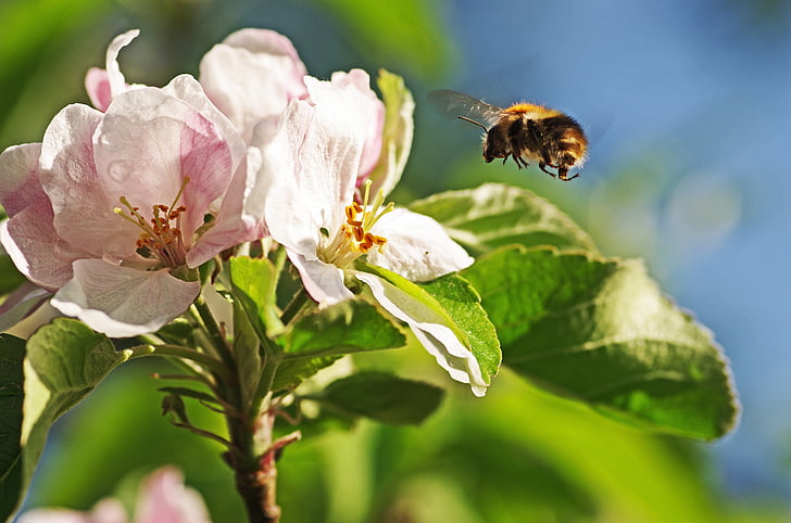 Kimalane, Apple blossom, lennu, bug, õietolm, kevadel, suvel