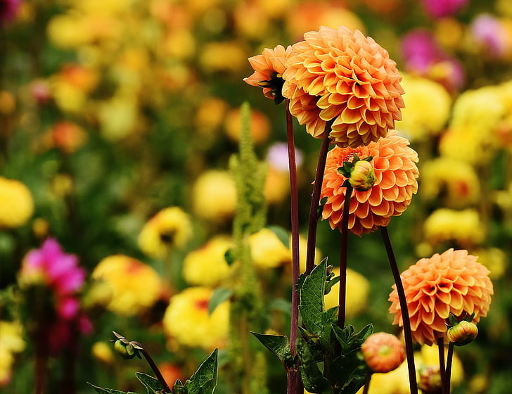 ดอกรักเร่, dahlias, ฤดูใบไม้ร่วง, วงศ์ทานตะวัน, สวนดอกไม้, ประดับดอกไม้, สวนดอกรักเร่