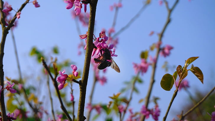 flowers, bee, the scenery, spring, insect