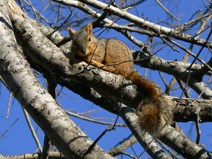 esquirol, relaxat, cel blau, arbre nu, arbre, nua, branques