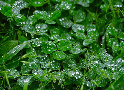 rain, trefoil, clover, drop, drop of water, shining, antomasako