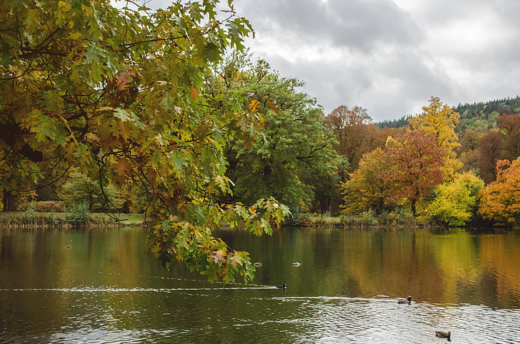 Jezioro, jesień, Park, Natura