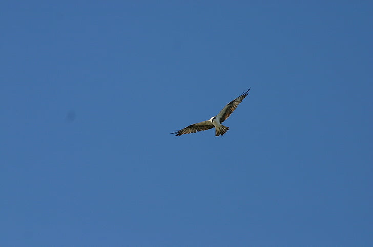 hawk, bird of prey, blue sky, prey, bird, wildlife, feather