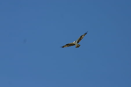 Hawk, oiseau de proie, ciel bleu, la proie, oiseau, faune, plume