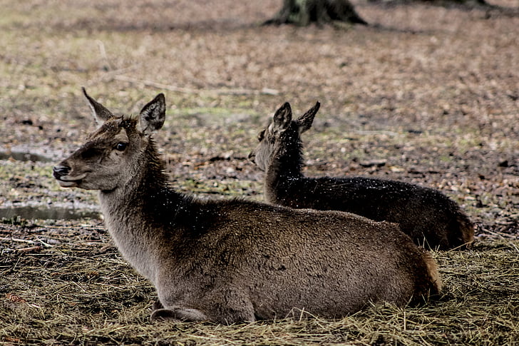 Doe, en kvindelig hjorte, Polen, demonstration reserve, dyr, natur, Wildlife