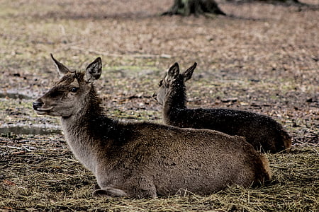 DOE, ženski jelena, Poljska, predstavitev rezerve, živali, narave, prosto živeče živali