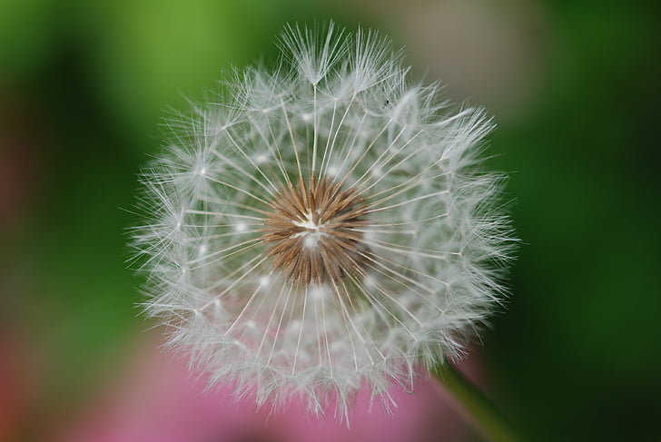 dandelion, fluff, spring, green, white, natural, drop of water
