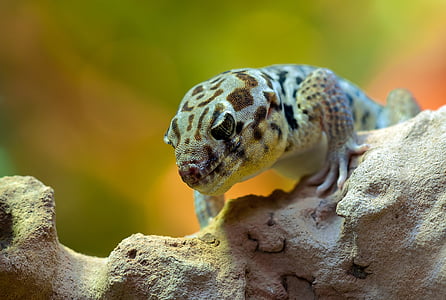 gecko de maravilla, áspero scincus, terrario, Parque zoológico, reptil, animal, atención