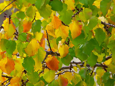 blader, fall farge, fargerike, høsten blader, fallet løvverk, høst, rød