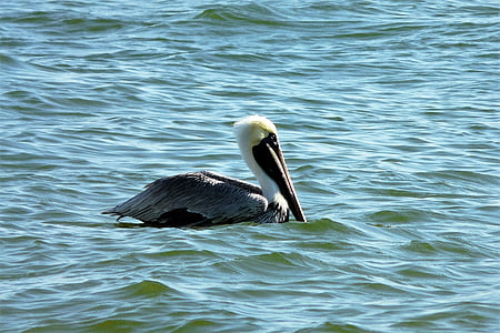 animals, pelikan, water bird, water, nature, sea