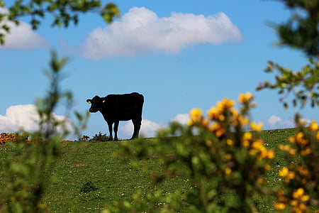 cow, country, silhouette, farmland, animal, natural, summer