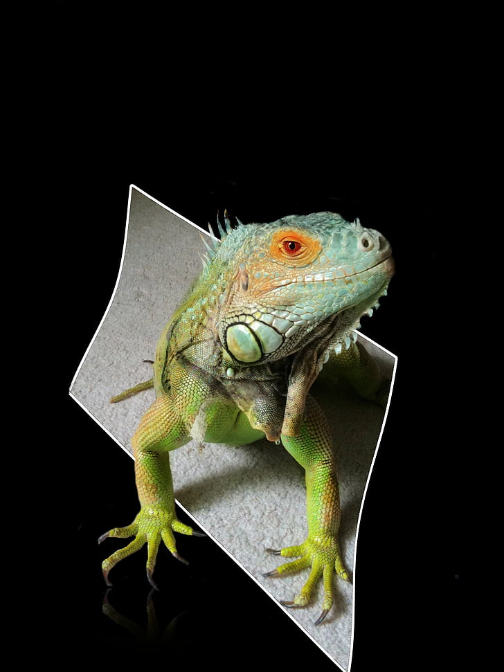 Iguana, rettile, lucertola, verde, blu, orizzontale, profilo