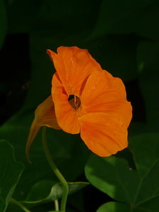 Kapucínka väčšia, kvet, kvet, Nasturtium, Kapucínka, karabína skleníkových, tropaeolaceae