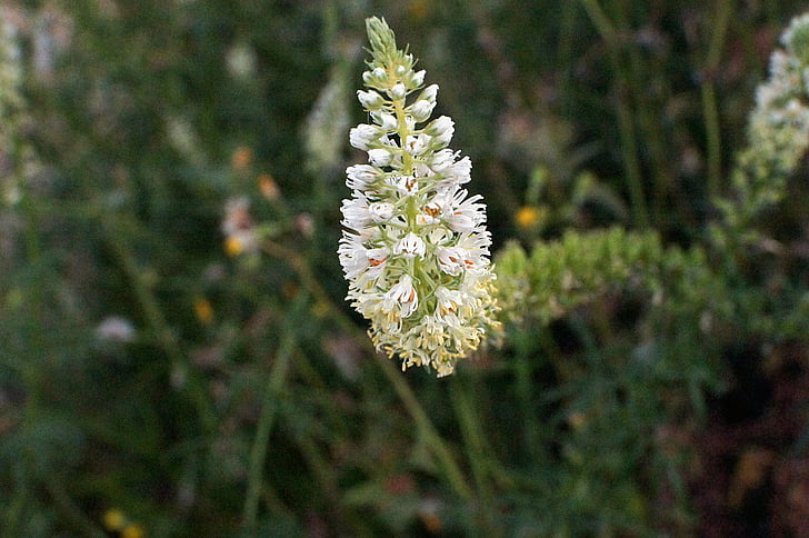 WAU, ρεζεντά, Reseda alba, λουλούδι, λευκό, λευκό wau, λευκό resede