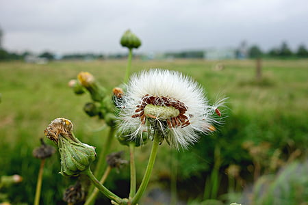 dandelion, puffball, blown out, flower, plant, withered, field